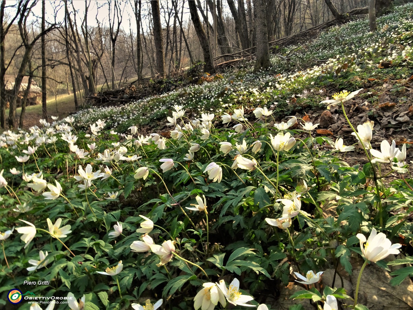 48 Distese di anemoni dei boschi (Anemonoides nemorosa).JPG